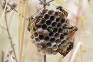 Brachflächen sind wertvolle Rückzugsgebiete