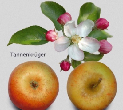 Vorstellung regionaler Obstsorten Vorstellung regionaler Obstsorten