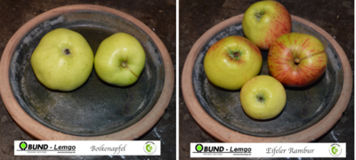 Alte Apfelsorten bei Biesterfelder Schlossmühle Alte Apfelsorten bei Biesterfelder Schlossmühle