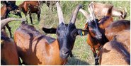 Tierische Landschaftspfleger aktiv
