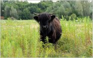 Hochlandrinder ziehen nach Lage-Müssen