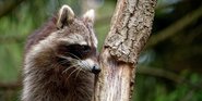 Staupevirus nachgewiesen Staupevirus nachgewiesen