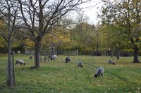 Seltene Gotlandschafe auf  Streuobstwiese 