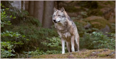 Der Wolf darf künftig gejagt werden Der Wolf darf künftig gejagt werden