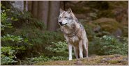 Der Wolf darf künftig gejagt werden