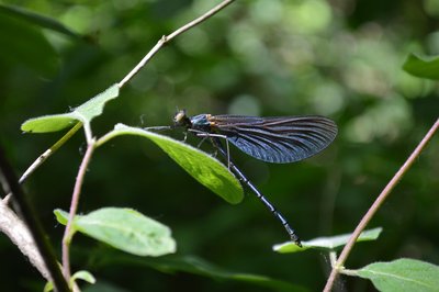 „Blauflügel-Prachtlibelle" an der Bega anzutreffen