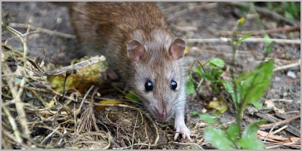 WLV fordert Bekämpfung von Ratten und Mäusen
