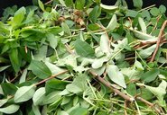 Grünsammelstelle geöffnet Grünsammelstelle geöffnet