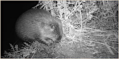 Bauherr mit Biss: der Biber in Lippe