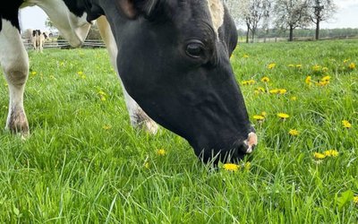 Milch: Klimaschonende Erzeugung aus der Region Milch: Klimaschonende Erzeugung aus der Region