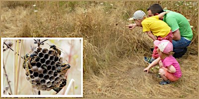 Hornissen und Wespen schätzen und schützen Hornissen und Wespen schätzen und schützen