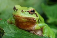 Naturerleben im Reich des grünen Königs