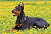 Entführter Dobermann ist wieder in heimischen Gefilden