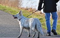 Stadt Büren appelliert an Hundehalter
