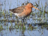 Gehölzarbeiten in Naturschutzgebieten 