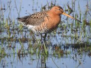 Gehölzarbeiten in Naturschutzgebieten 