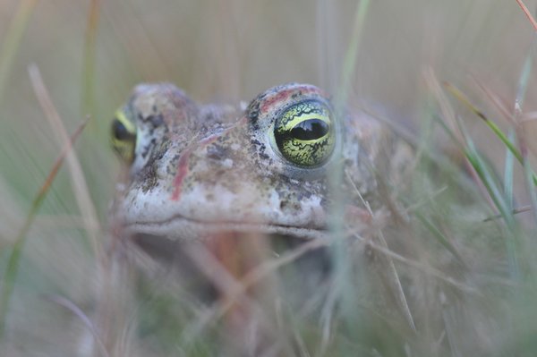 Mehr Lebensraum für seltene Pflanzen- und Tierarten