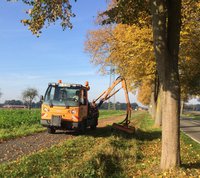  Baumkontrolleur soll für Sicherheit sorgen