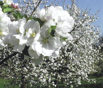 Broschüre Streuobstwiese neu aufgelegt Broschüre Streuobstwiese neu aufgelegt