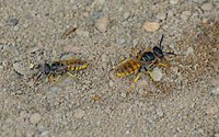 Bienenwölfe in der Lemgoer Innenstadt