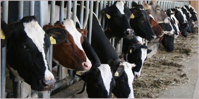 Beringmeier: Impfung bietet den besten Schutz