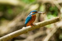 Ruhezone für die Natur vorgeschlagen