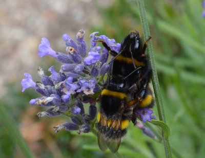 Paarungszeit für Hummelköniginnen Paarungszeit für Hummelköniginnen