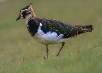 Ein Projekt zum Schutz des Kiebitzes in der Agrarlandschaft Ein Projekt zum Schutz des Kiebitzes in der Agrarlandschaft