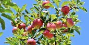 Obst zum Selbstpflücken freigegeben
