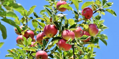 Obst zum Selbstpflücken freigegeben