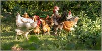 Geflügelpest in Delbrück-Lippling ausgebrochen