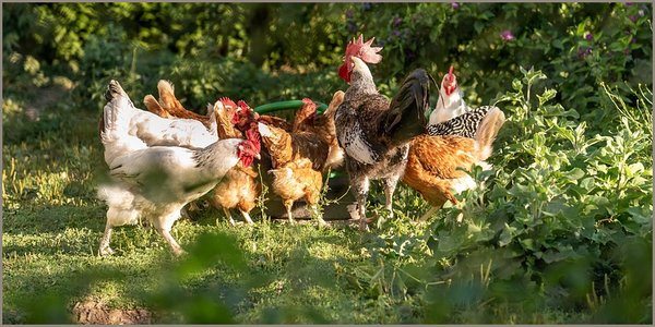 Geflügelpest in Delbrück-Lippling ausgebrochen