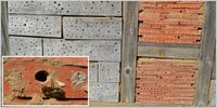  Wildbienen sind wertvolle Bestäuber im Obst- und Gemüsegarten