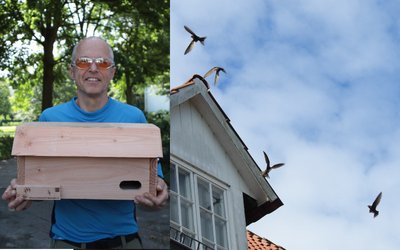 Spezielle Niststätten für Mauersegler