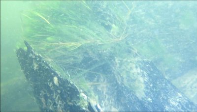 Die Wrackteile sind mit Wasserpflanzen bewachsen. Foto: P. Ferlemann Die Wrackteile sind mit Wasserpflanzen bewachsen. Foto: P. Ferlemann