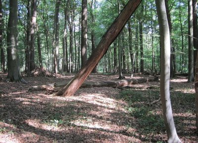 Den Wald ruhen lassen