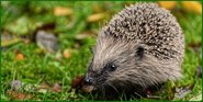Igel ist Wildtier des Jahres