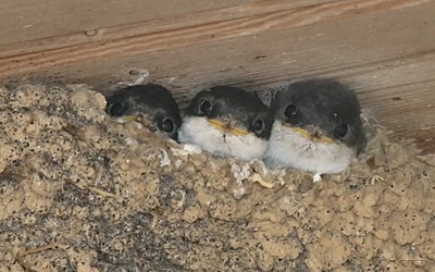 Schwalben besonders schutzbedürftig Mehlschwalben