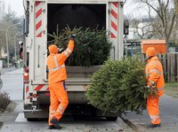 Kostenlose Weihnachtsbaumabholung