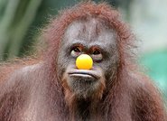 Apenköster: LWL präsentiert Wort des Monats