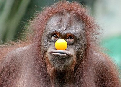 Apenköster: LWL präsentiert Wort des Monats