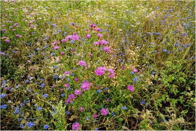 Mehr Lebensraum für Schmetterlinge