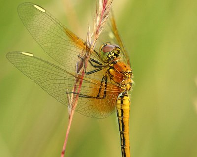  Sag mir, wo die Insekten sind