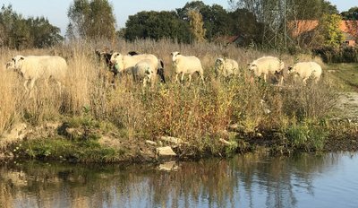  Schafbeweidung an der Glenne