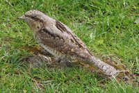 Der Wendehals zu Besuch in Nischiks Garten. 