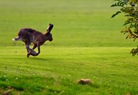 Hasenpest im Kreis Paderborn nachgewiesen