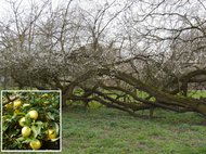 Geheimnis zu uraltem Baum gelüftet