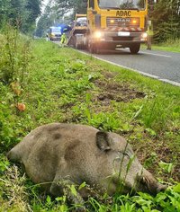 Autofahrer bei Wildunfall verletzt