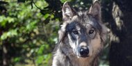 Schutzstatus des Wolfs jetzt herabgesetzt