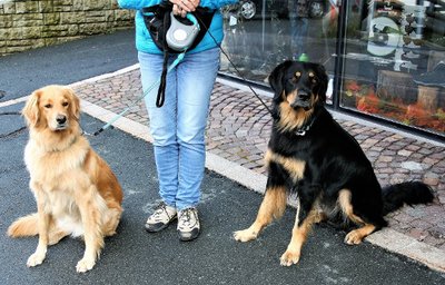 Hunde bitte anleinen Hunde bitte anleinen